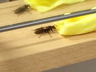 IMG_1843.jpeg