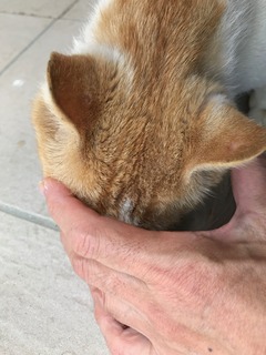 IMG_3288.jpeg