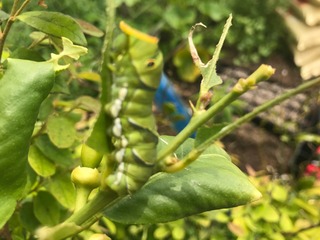 IMG_3292.jpeg
