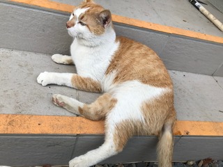 IMG_3376.jpeg
