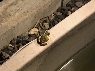 IMG_3407.jpeg