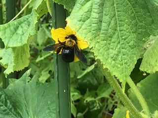 IMG_3485.jpeg