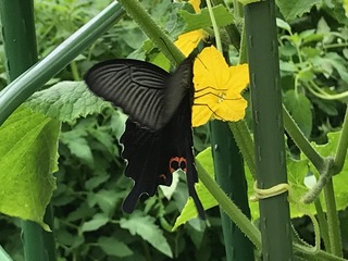IMG_3486.jpeg