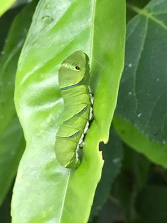 IMG_3583.jpeg
