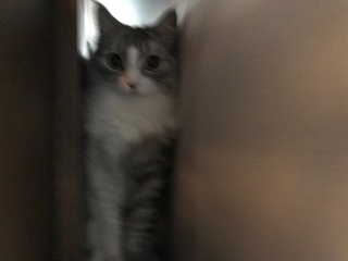 IMG_3648.jpeg