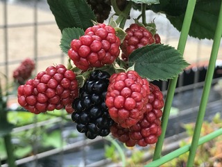 IMG_3675.jpeg