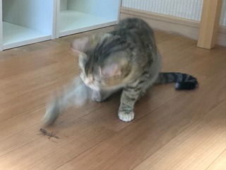 IMG_3681.jpeg