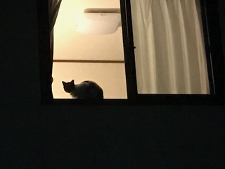 IMG_3703.jpeg