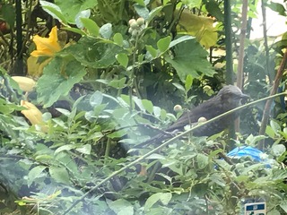 IMG_3729.jpeg