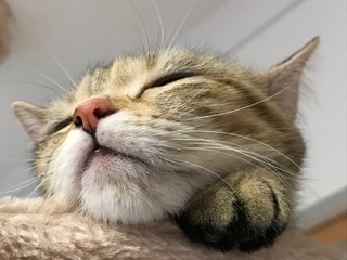 IMG_3868.jpeg