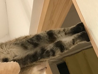 IMG_4334.jpeg