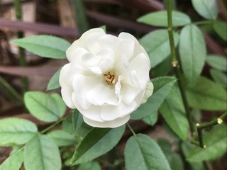 IMG_4512.jpeg