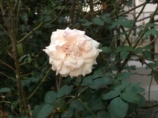 IMG_4513.jpeg