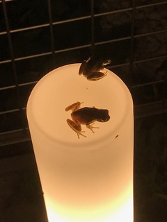 IMG_4544.jpeg