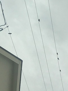 IMG_4569.jpeg