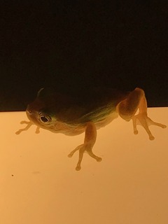 IMG_4589.jpeg