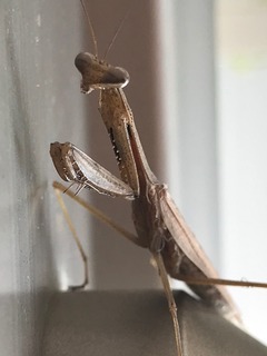 IMG_4609.jpeg