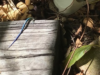 IMG_4635.jpeg