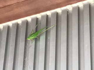 IMG_4636.jpeg