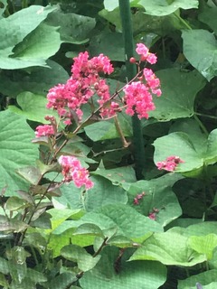 IMG_4910.jpeg