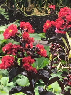 IMG_4911.jpeg