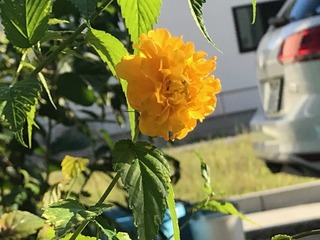 IMG_5264.jpeg