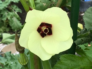 IMG_5617.jpeg